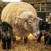 13 Lambs Brutally Killed in Northern Ireland Farm Attack, Police Hunt for Information