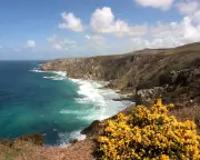 1951 Country Diary: Gorse Blooms Gold but Cornwall's Spring Remains Elusive