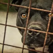 Abandoned Dog Bud Still Crying in Kennel 12 Days After Owner Surrender