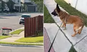 Abandoned German Shepherd Waits Hours in Texas Heat for Owners Who Dumped Him