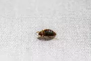 Accidental Lab Discovery Reveals Bedbugs' Fear of Water and Moisture