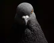 Adrian Chiles' Pigeon Curse Deepens as Feathered Foe Haunts West Brom