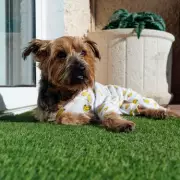 Amazon Spring Sale Cuts Pet-Friendly Artificial Grass Cleaner to £14