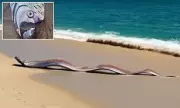 American Tourists Witness Rare 'Doomsday Fish' Pair in Mexico Beach Encounter