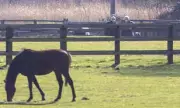 Andrew Mountbatten-Windsor Spotted Inspecting Horses Despite Reported Riding Ban