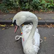 Baby Hedgehog's Litter Ordeal Sparks RSPCA Plea Amid Spring Clean Drive