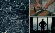 BBC Documentary Exposes Lucrative Glass Eel Smuggling Trade to Asia