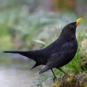 BBC Springwatch Expert Urges Gardeners to Stop Feeding Birds