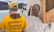 Bee Whisperer Engulfed in 'Bee Tornado' During Daring Tennessee Rescue Mission