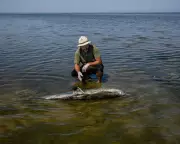 Black Sea Dolphins Face Extinction as War Pollution Reaches Tipping Point