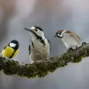 B&M's £6 Solar Bird Feeder Attracts Beautiful Birds to Your Garden