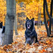 Border Collie Crowned Smartest Dog Breed, Learns Commands in Under 5 Seconds