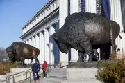 Bronze Bison Statues Unveiled for America's 250th Birthday Celebration