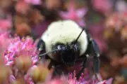 Bumblebee Queens Can Breathe Underwater for a Week, Scientists Discover