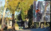 California's 'City of Trees' Sees Historic Eucalyptus Removal for Road Safety