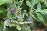 Caterpillars Are Garden Heroes, Not Villains, Says Wildlife Expert