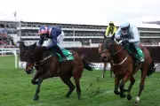 Cheltenham Festival Horse Hansard Dies After Fall in Arkle Race
