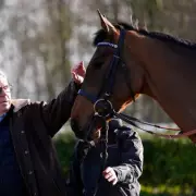 Cheltenham Festival to Serve 400,000 Guinness Pints, Zero Version Grows