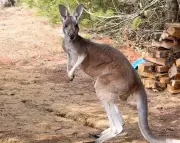 Chesney the Kangaroo's Great Escape in Wisconsin Ends Safely After Three-Day Search