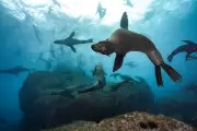 Chile's Historic Marine Park Expansion Protects Recovered Fur Seals