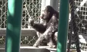 Chimpanzee's Musical Talent Revealed: Drumming and Singing Like Humans