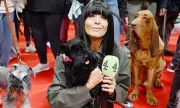 Claudia Winkleman's Canine Doppelganger Steals the Show at Crufts