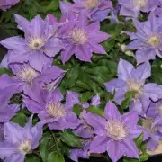 Compact Clematis Varieties Perfect for Small Urban Gardens and Containers