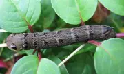 Conservationists Urge Gardeners to Welcome 'Very Hungry Caterpillars' This Spring