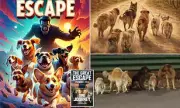 Corgi 'Big Fatty' Leads Seven Dogs on Epic Journey Home, Sparking Film Buzz