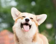 Corgi Leads Seven Missing Dogs on 17km Journey Home in China