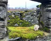 Country Diary: A Long-Term Perspective on Farmland and Fells