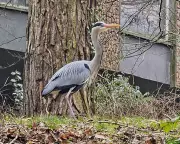 Country Diary: The Messy Chaos of Nesting Herons in Belfast's Stranmillis Woods