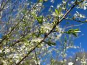 Country Diary: The Miraculous Power of Spring Buds in a Yorkshire Garden