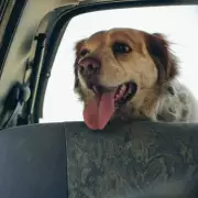 Couple's Daring Escape from Middle East with Beloved Poodle Amid Conflict