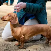 Couple's Shelter 'Sausage Dog' Adoption Reveals Surprising Crossbreed Growth