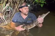 Crocodile Found 2,000km From Tropical Habitat in Australian Creek