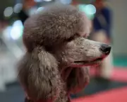 Crufts 2026: Claudia Winkleman and Clare Balding Host Canine Extravaganza