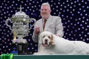 Crufts 2026: Clumber Spaniel Makes Historic Best in Show Triumph