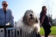 Crufts 2026 Opens in Birmingham with Global Canine Competitors