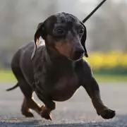 Crufts 2026 Opens with 18,000 Dogs Competing for Best in Show Crown