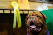 Crufts 2026: Thousands of Dogs Gather in Birmingham for World's Premier Canine Show