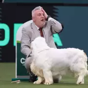 Crufts Best in Show Winner Lee Cox Faces Backlash Over Past Animal Cruelty Conviction