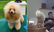 Crufts-Bound Poodle Sets Hair on Fire Days Before Competition
