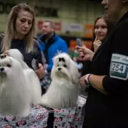 Crufts Final Day: World's Largest Dog Show Nears Best in Show Climax