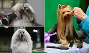 Crufts Grooming Frenzy: Pampered Pooches Primed for Perfection at World-Famous Dog Show