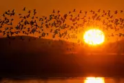 Dawn Spectacle: Thousands of Snow Geese Take Flight in Pennsylvania Migration