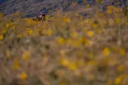Death Valley's First Superbloom in a Decade Draws Global Visitors
