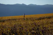 Death Valley's Rare Superbloom Transforms Desert into Floral Wonderland