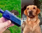 Dog's Garden Discovery May Link to Notorious Victorian Murder Case in Devon