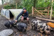 Dorset Outdoor Centre Forced to Rehome Therapy Pigs in Council Planning Row